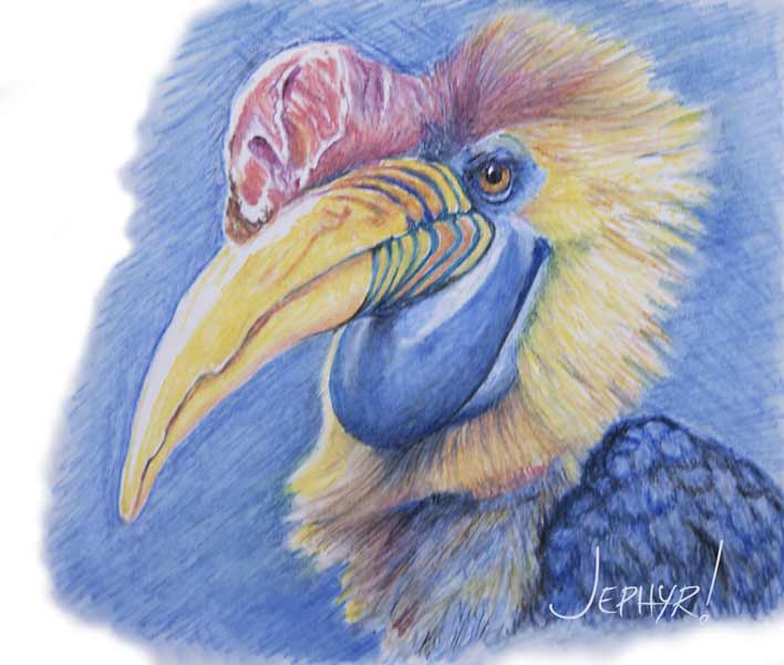 Pastel Pencil - Hornbill Photo Study - Copyright 2018, Jephyr (Jeff Curtis), All Rights Reserved